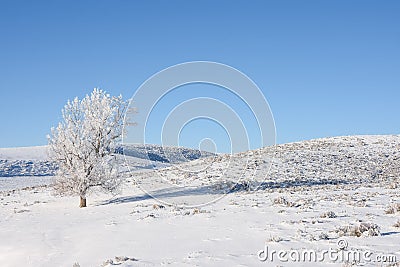 White Frosty Tree By Creek Stock Photo