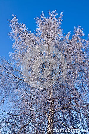 White frozen tree and blue sky Stock Photo