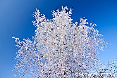 White frozen tree and blue sky Stock Photo