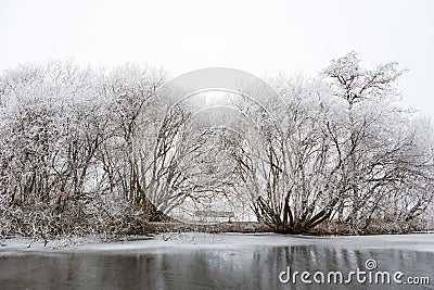 White frozen trees in a desolate Amsterdamse Bos. Stock Photo