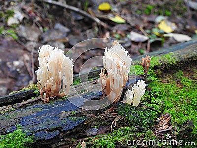 White fungal fruiting bodies on old tree , Lithuania Stock Photo