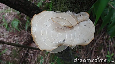 A white fungus grows on a dead wood Stock Photo