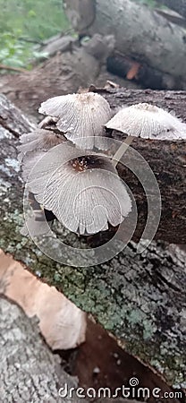 The white fungus that grows on rocks is probably a type of cornier fungus Stock Photo