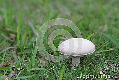 White fungus on the lawn Stock Photo