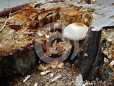 White fungus mushroom grow inside tree stump destroy it from within Stock Photo