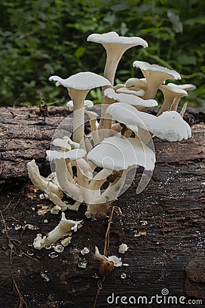 White fungus on wood log Stock Photo