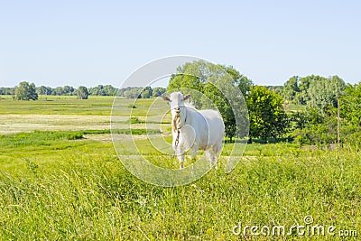 White funny goat grazing in a green summer meadow, eating grass on a pasture, farm animal in a field Stock Photo