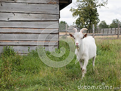 White furry goat living on the farm. Farm animals Stock Photo