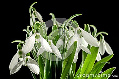 White Galanthus flowers on a black background Stock Photo