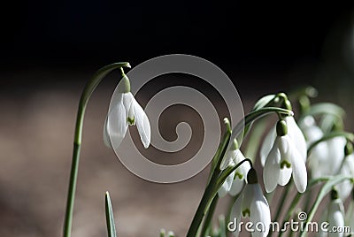 White Galanthus Flowers Stock Photo