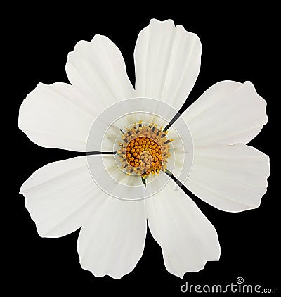 White garden cosmos flower isolated on black Stock Photo