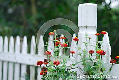 White Garden Fence and Zinnias Stock Photo