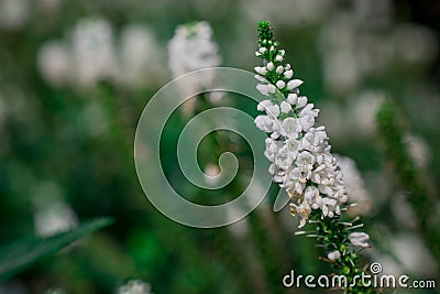 White garden speedwell flowers Veronica longifolia Stock Photo