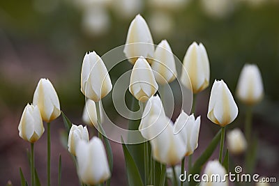 White garden tulips growing in spring. Spring perennial flowering plants grown as ornaments for its beauty and floral Stock Photo