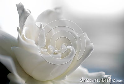 White gardenia bloom in creamy soft focus with pastel colors. Stock Photo