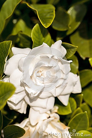White gardenia blooms in a garden Stock Photo