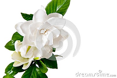 White Gardenia Blossom Isolated Stock Photo