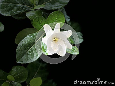 White gardenia on branch tree . Stock Photo