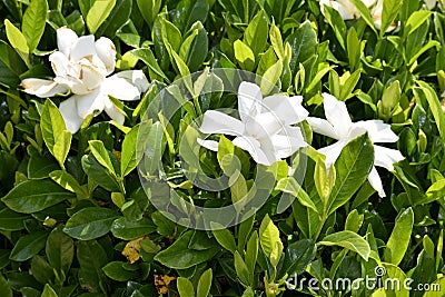 White gardenia bush Stock Photo