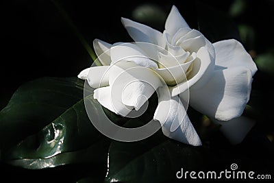 White Gardenia Stock Photo