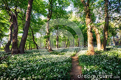 White garlic in spring forest with path, wild flowers Stock Photo