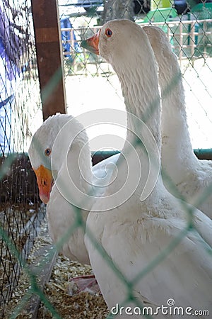 White geese in a cage Stock Photo