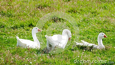 White Geese - country life concept Stock Photo