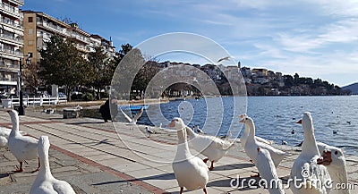 White geese in front of the lake Orestiada in Kastoria Stock Photo