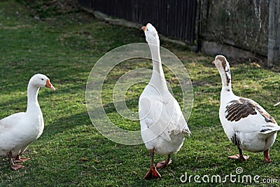 White geese going on the meadow, at sunset, turned back. Goose cottage industry breeding. Ethical husbandry practices Stock Photo