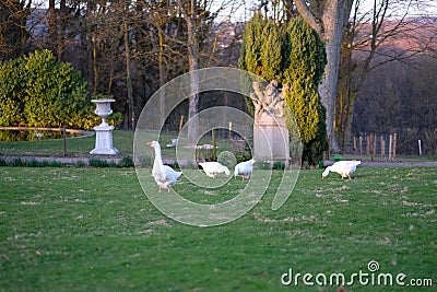 White geese Stock Photo