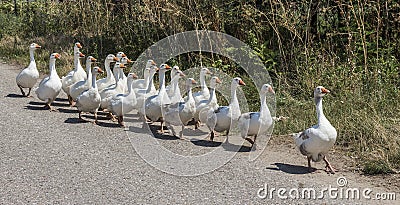 White geese walking in line Stock Photo
