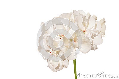White geranium isoltated Stock Photo