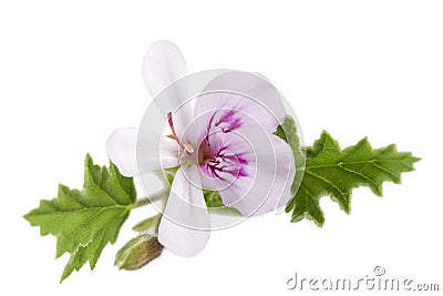 White Geranium Pelargonium graveolens on white Stock Photo