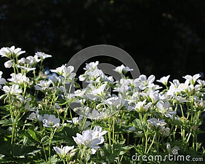White Geranium sanguineum Stock Photo