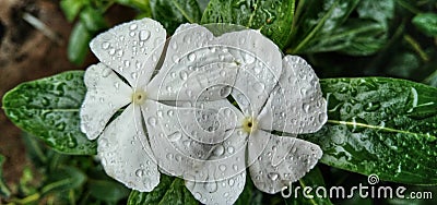 White geraniums flower after rain Stock Photo