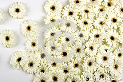 White Gerbera Flowers Stock Photo