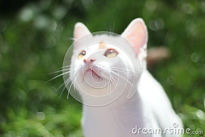 White and ginger kitten Stock Photo