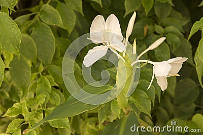 White ginger lily Stock Photo