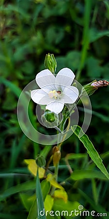 White glade mallow flower from the wild Stock Photo