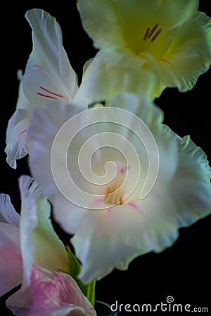 White Gladiolus on Black Background Stock Photo