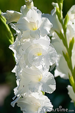 White Gladiolus flower in garden. Representation to Splendid Beauty and promise Cartoon Illustration