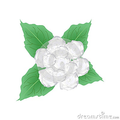 White Glory Bower Flowers or Clerodendrum Chinense Flowers Vector Illustration