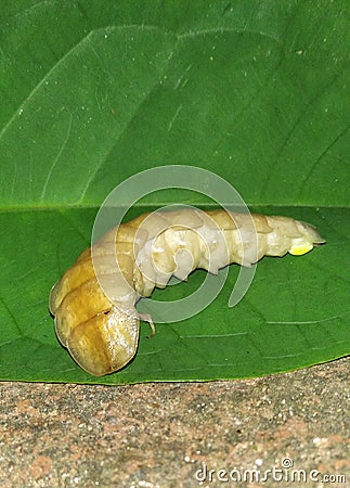 White glow worm Stock Photo