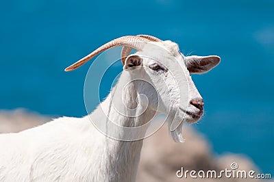 White goat Stock Photo