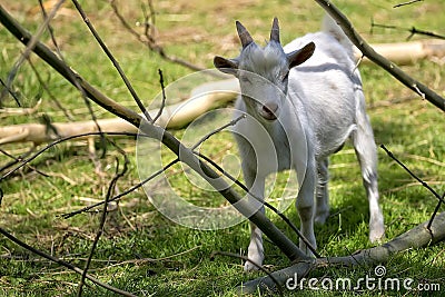 White goat in a clearing Stock Photo