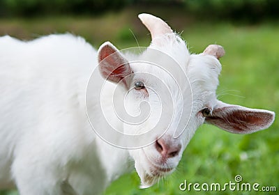 White goat, close up Stock Photo