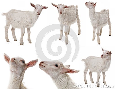 White goat a collection Stock Photo