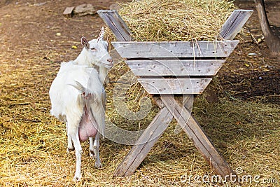 White goat with full udders eating hay, rear view. pet on the farm. small ruminants. Stock Photo