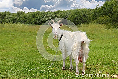 White goat grazing Stock Photo
