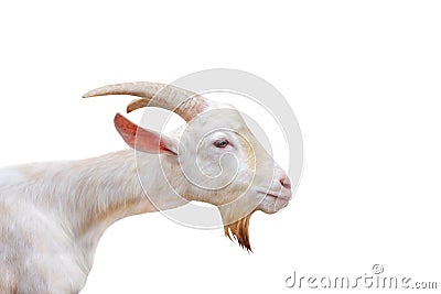 White goat head standing open eye isolated on white background ,clipping path,apra aegagrus hircus relaxed time Stock Photo